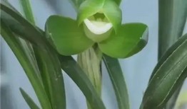 今日头条爆料兰花,揭秘今日头条爆料的神奇生成之谜